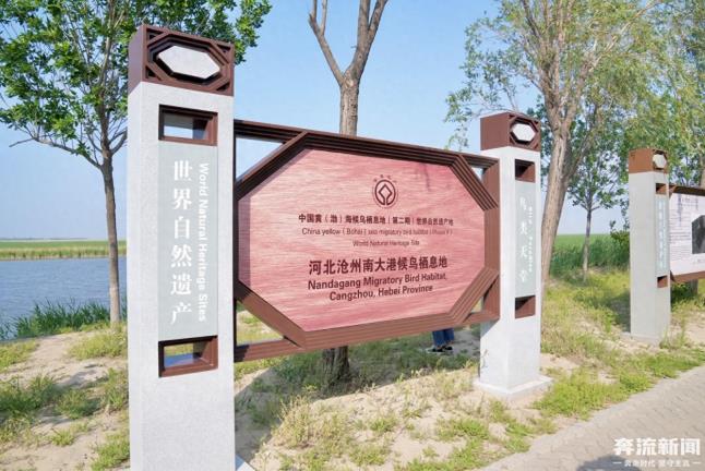 河海狮城 文武沧州丨生态修复写传奇，世遗焕发新生机
