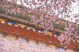 西藏林芝桃花旅游文化节吸引八方宾客：雪域桃源花灼灼