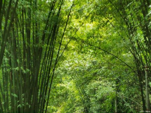 常山黄冈山竹海，风吹竹浪的治愈时刻！