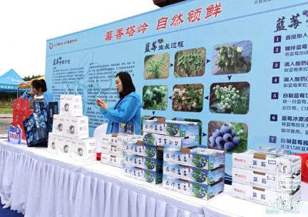 大连“庄河蓝莓”进入上市高峰！