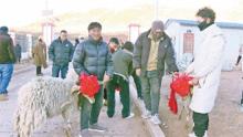 昌都市贡觉县阿旺乡：发放优质种羊 奏响富民“增收曲”