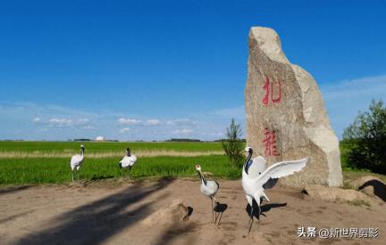 48小时穿越北国鹤城！齐齐哈尔周末游全攻略，解锁丹顶鹤奇观