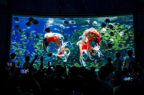 武汉极地端午活动炫海洋魅力 3D壁画与国风表演引热潮