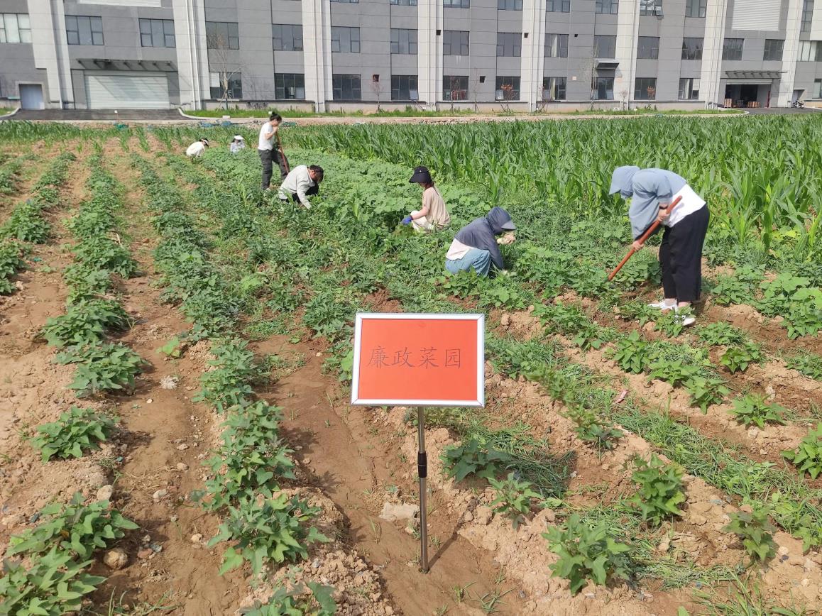 鹤壁市城投集团组织员工开展“植廉于心 践廉于行”廉政菜园蔬菜种植活动