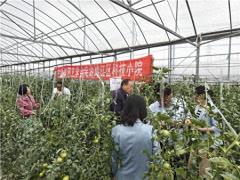 科技赋能瓜菜，助力乡村产业发展——安徽省园艺学会芜湖鸠江区科技小院开展农业科技服务