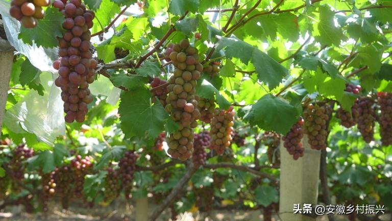 安徽和县乌江镇：葡萄缀藤采摘忙 “甜蜜”产业促振兴