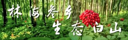 吉林日报：北师大“抚心育松”支教调研队到抚松县开展暑期实践活动