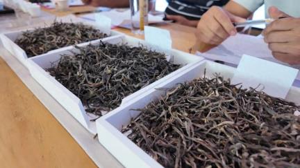 勐海县举办“逗茶”活动