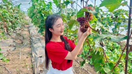 伊春市中国农民丰收节暨大箐山县森林生态葡萄采摘季（第二季）活动开幕