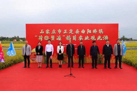 正定县曲阳桥镇第二届“荷你蟹逅”稻菊农业观光游活动盛大启幕