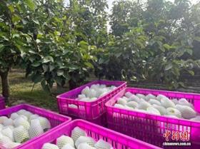 （砥砺奋进七十载 天山南北谱华章）探访新疆库尔勒香梨园：“小香梨”带动“大产业”