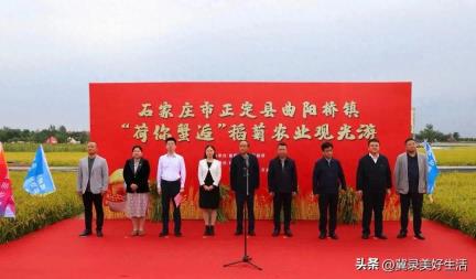 正定曲阳桥镇第二届&quot;荷你蟹逅&quot;稻菊农业观光游活动盛大启幕