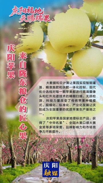 2025中国苹果年会在庆阳·微海报丨庆阳苹果——来自陇东粮仓的匠心果