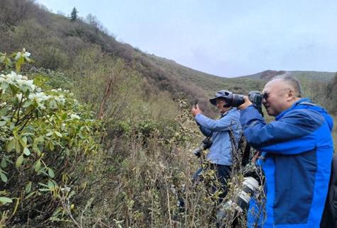 邂逅梦幻花海 共赴浪漫之约——海北州2025年祁连山·青海湖观花季活动见闻