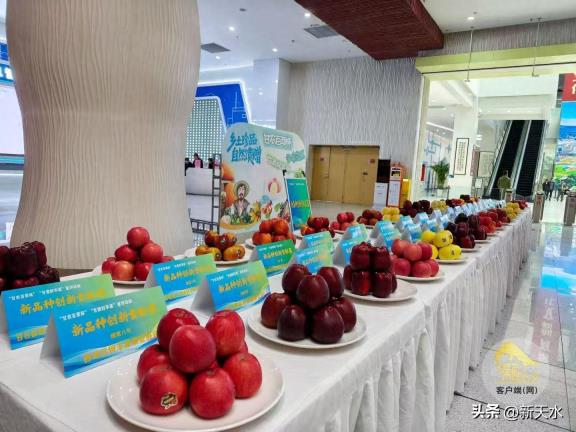 天水苹果在“甘肃好苹果”品鉴活动中斩获佳绩