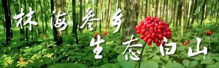 薪火相传 红色白山 | 临江市开展纪念中国人民志愿军抗美援朝出国作战75周年活动