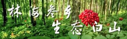 省媒看白山 | 吉林日报：重阳融新风 文明实践活动暖人心